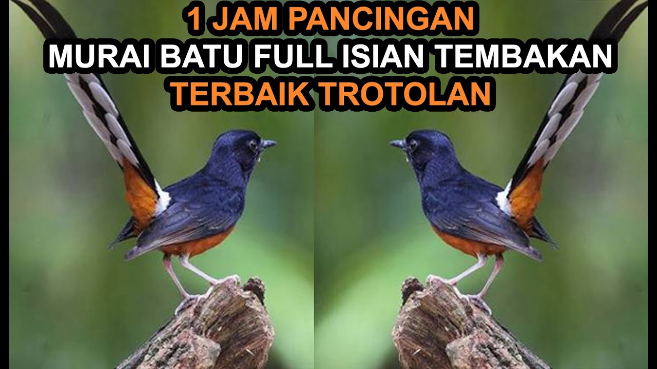 1JAM! Pancingan Masteran MP3 Murai Batu Gacor Full Isian Tembakan Mewah