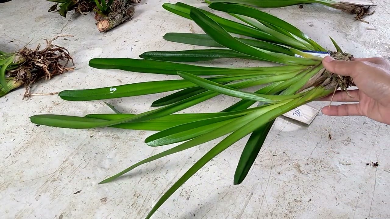 lan rừng Tây Nguyên lh 0985122600 pchua 18/9 lan kiếm giá sỉ lẻ toàn quốc