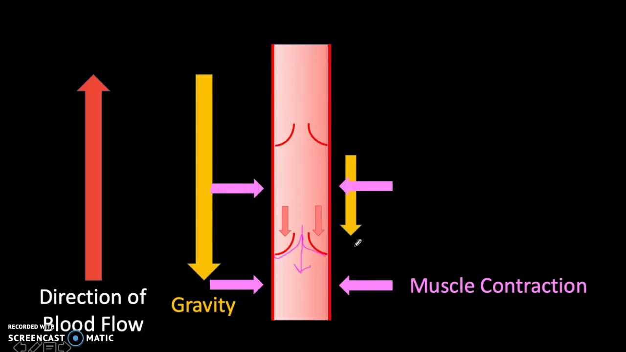 How Valves in Veins Work