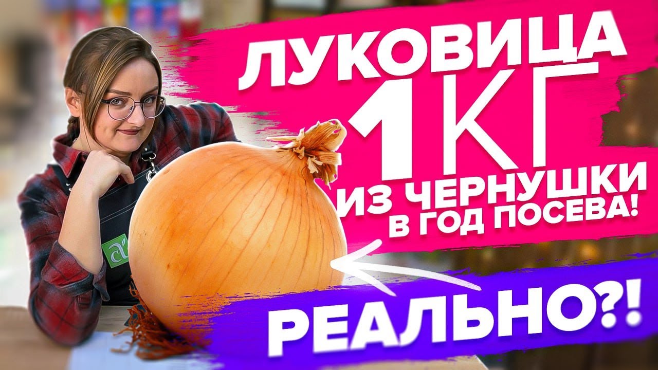 КАК ВЫРАСТИТЬ КРУПНЫЙ ЛУК ИЗ СЕМЯН!? КОГДА СЕЯТЬ ЭКСИБИШН