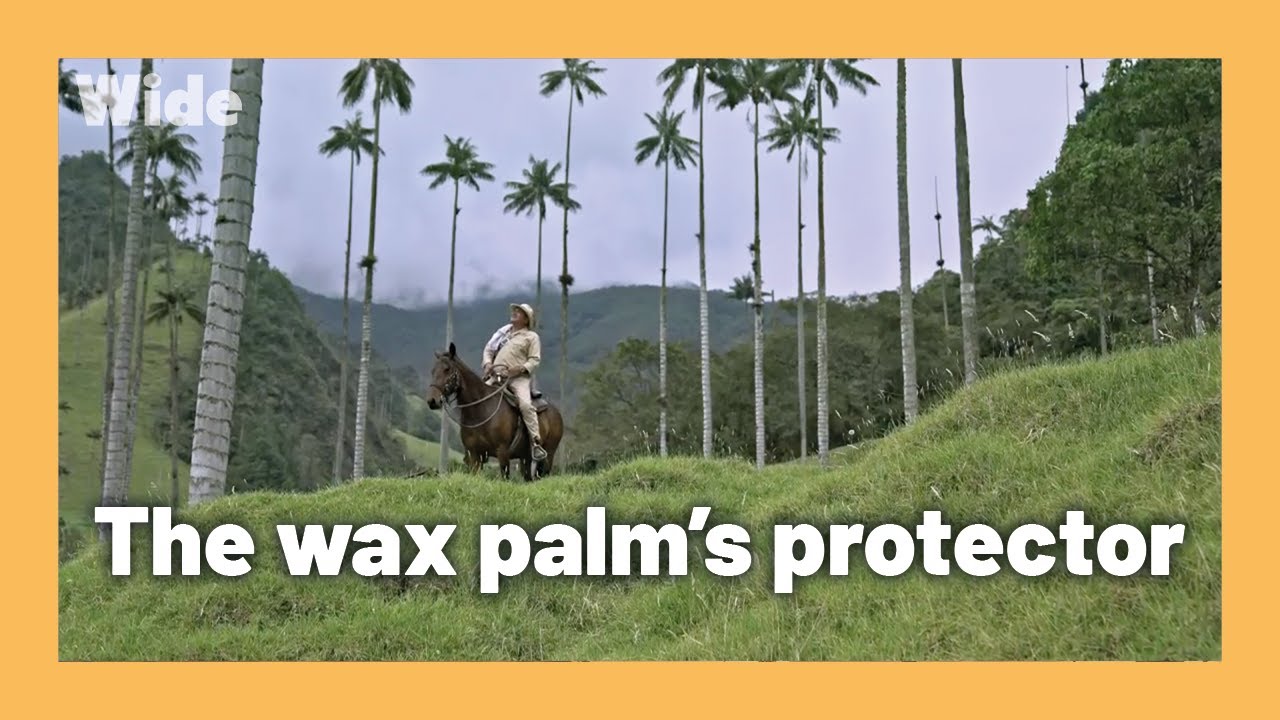 Colombia: the wax palm nursery I WIDE