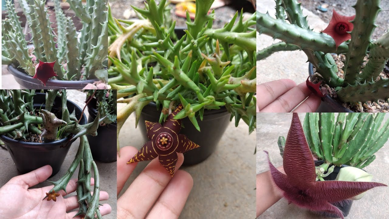 MINHAS HUERNIAS E MINHA ORBEA FLORINDO