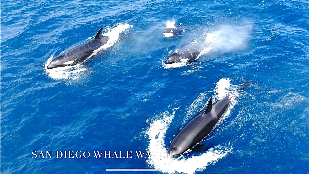 RARE Tropical Killer Whales!!! San Diego Whale Watch