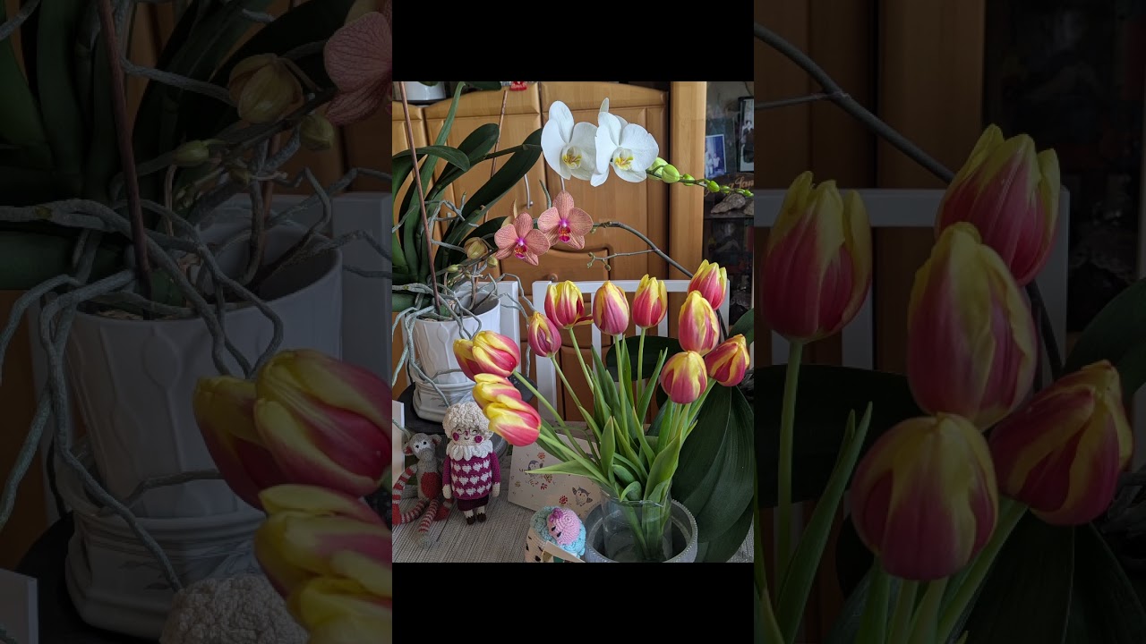 Mongthuy - Trăng tròn tháng chạp cuối năm 2025, Wallisellen 02.02.2026...