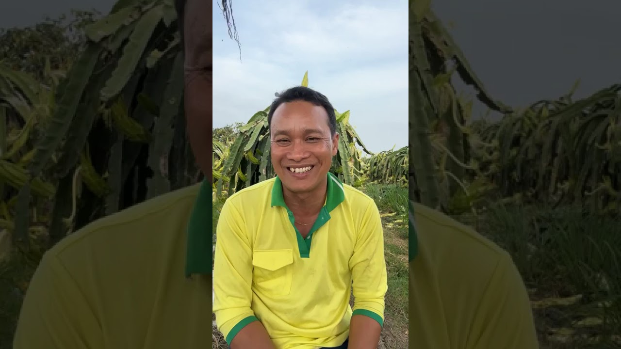 Toàn cảnh thị trường giá thanh long ngày 27 Tết/ vài vấn đề về làm hàng Châu Âu.