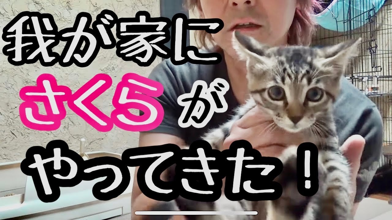 【ヒロシの自由じかん】櫻が我が家にやってきた！