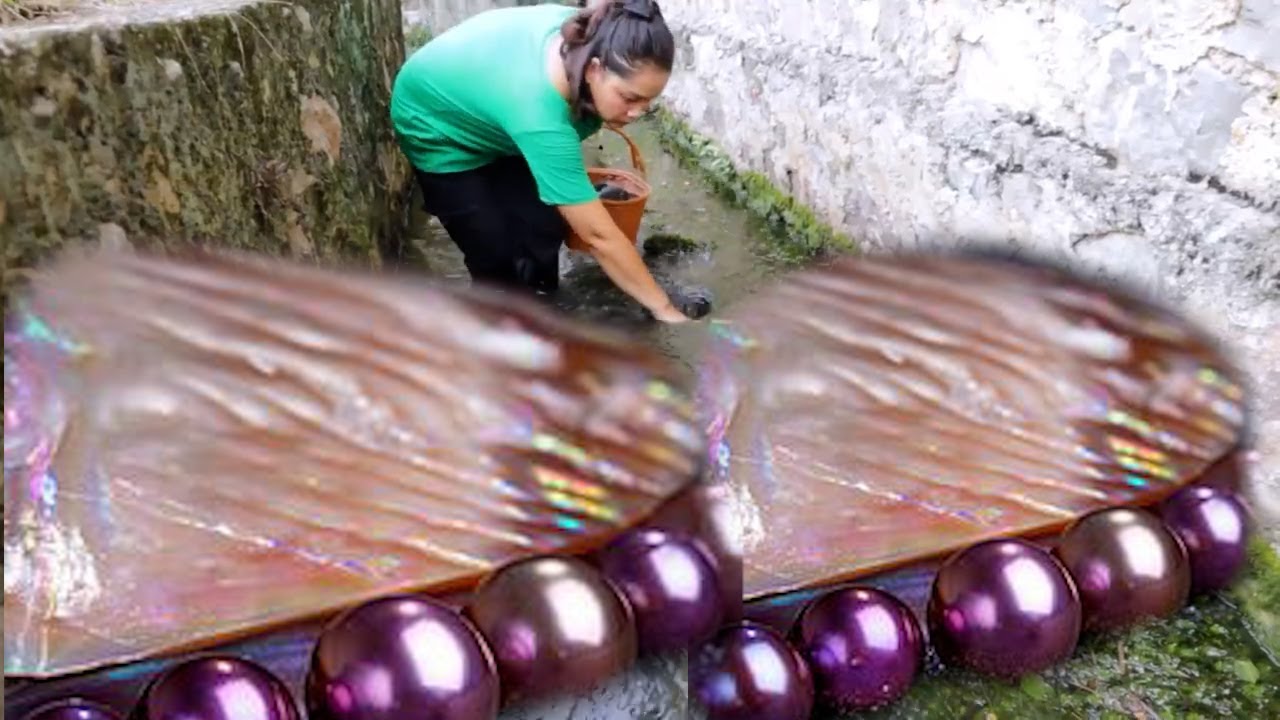 The combination of giant pearl clam shells and freshwater snails produces beautiful golden pearls