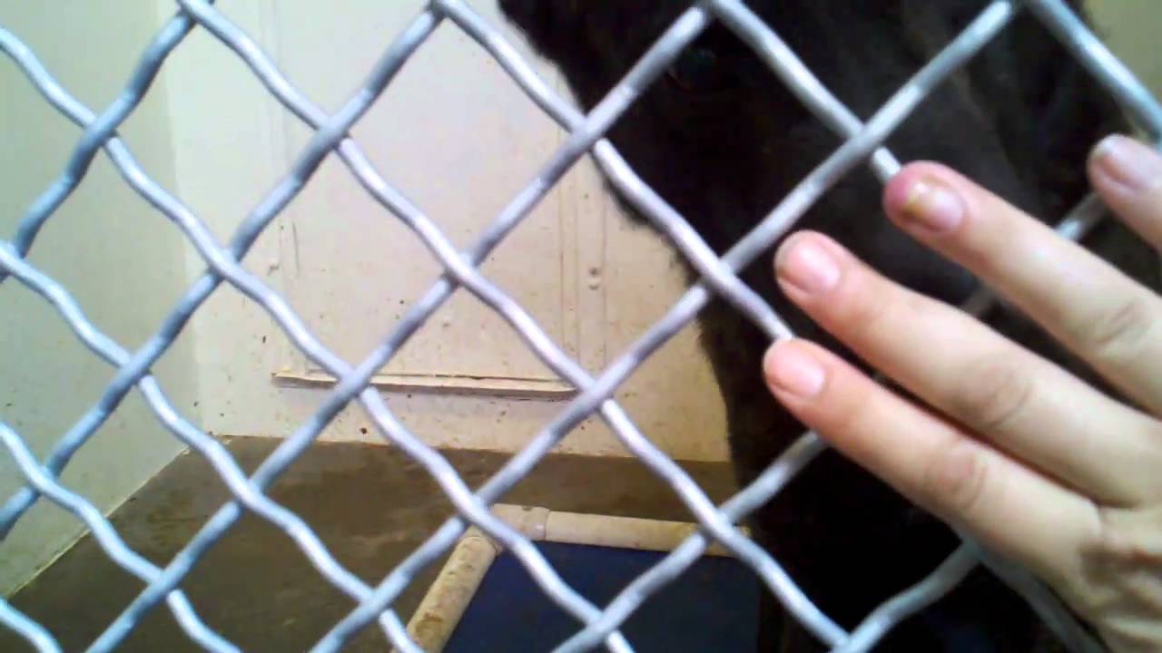 Poor kennel crazy pup :-(