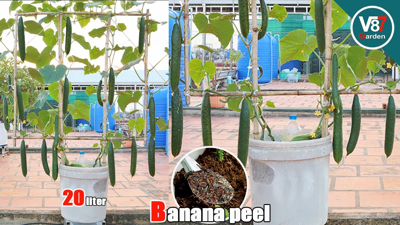 How to Grow Cucumber in Container for Many Fruits