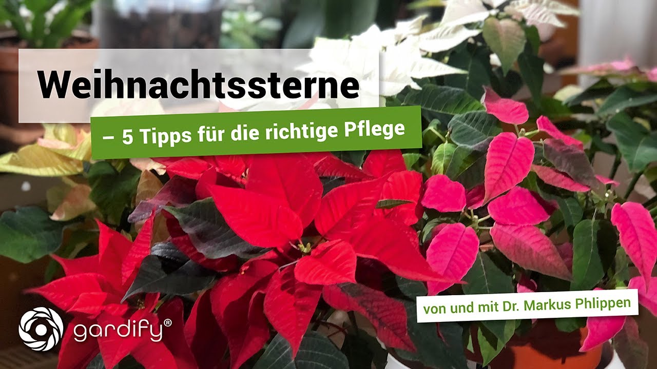 Weihnachtssterne – 5 Tipps für die richtige Pflege | gardify Tipps