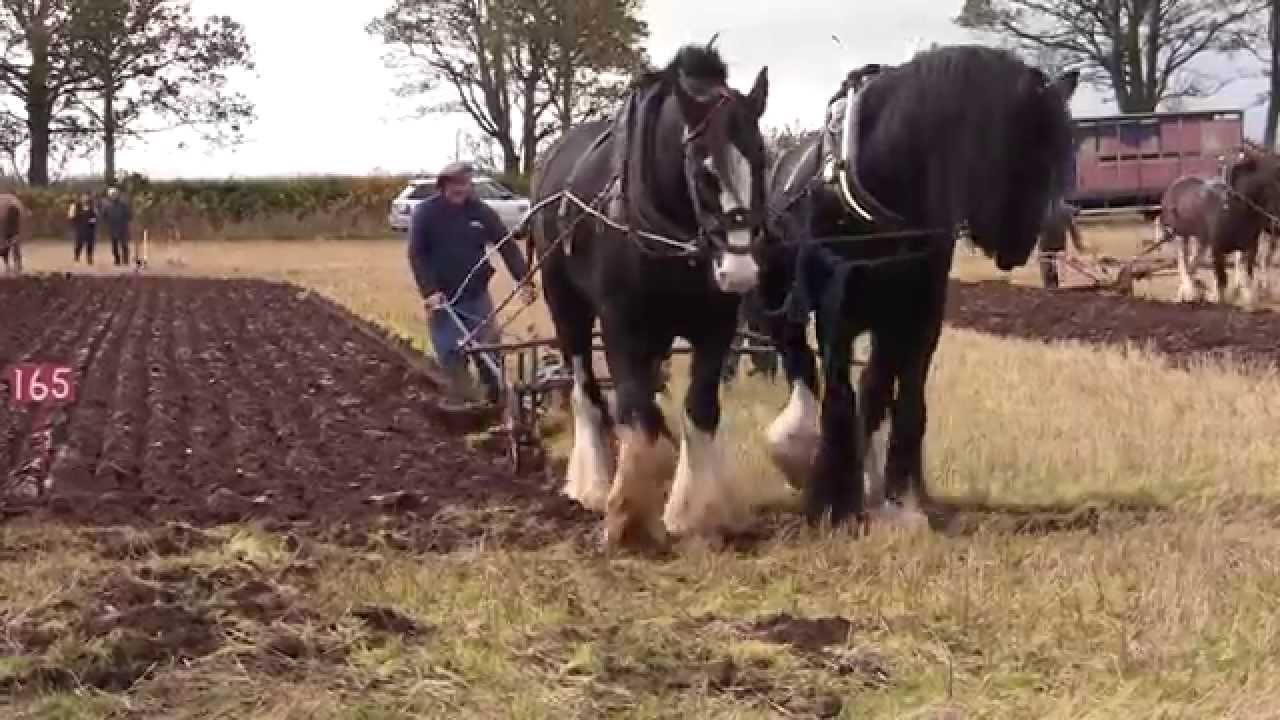 Ploughing with horses @ Scottish Ploughing Championships 2014