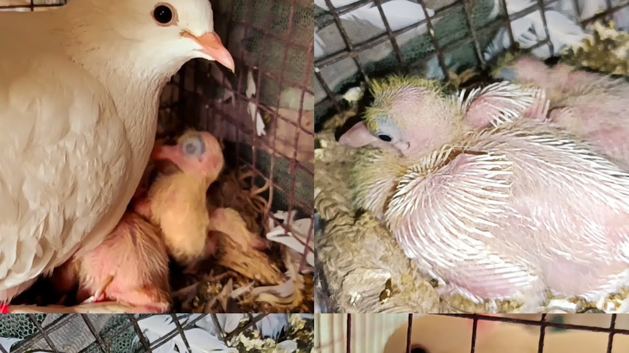 জাক নিশ্চিত হওয়া গ্যালো🥳#birds #youtube #biswajitbirdhouse#highlights #newsubscribers #javabird 