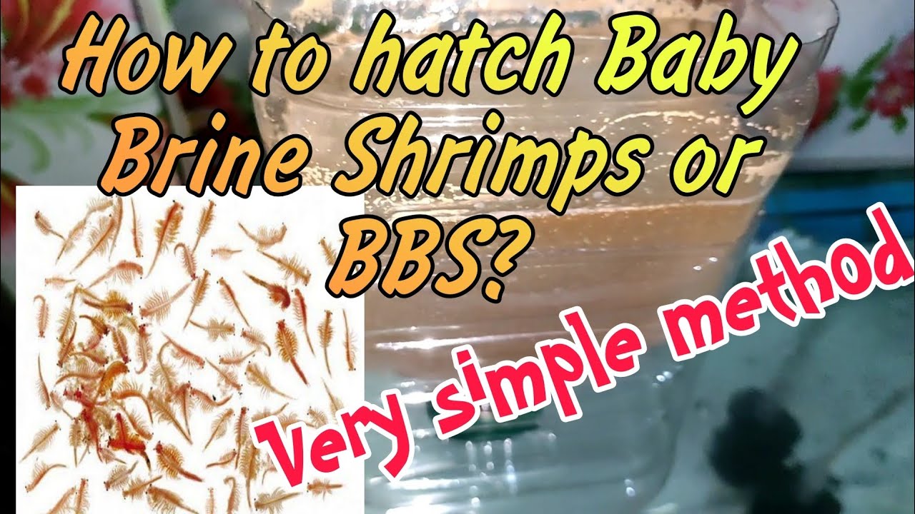 Paano Magpa-hatch ng Baby Brine Shrimp Eggs (BBS)? Simple Method.