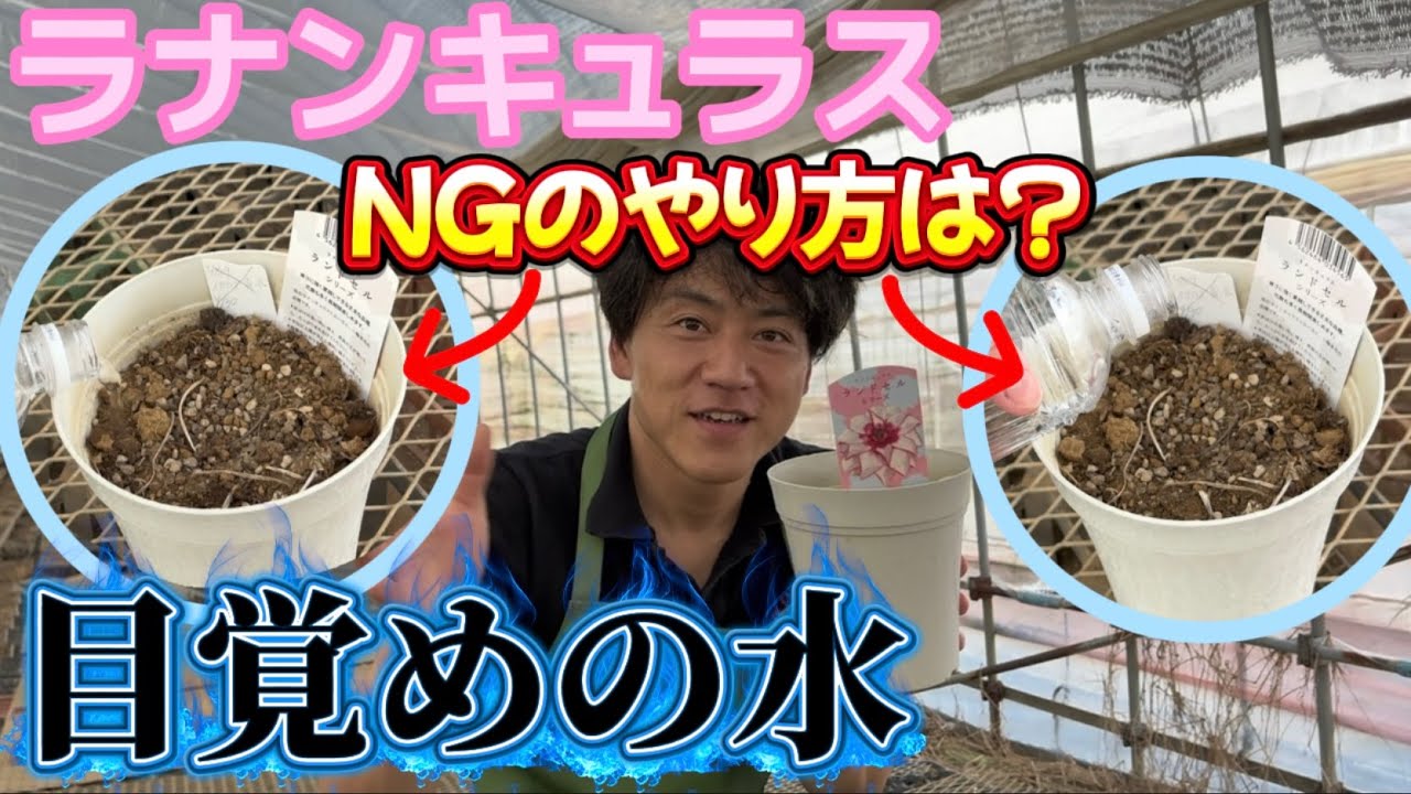 最初の水はこうします【ラナンキュラスラックス】【ランドセルシリーズ】【園芸のぶチャンネル】