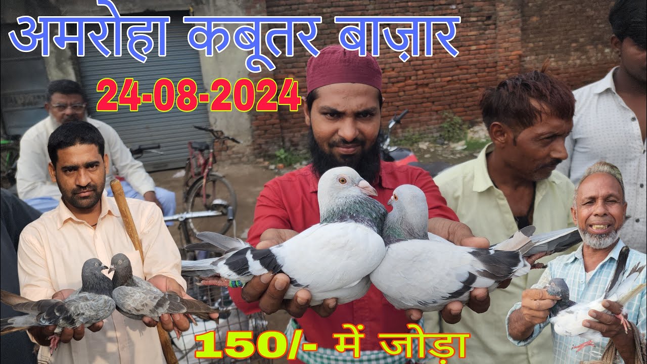 Amroha kabootar market 🕊️24-08-2024. अमरोहा कबूतर बाज़ार। Gola kabootar market. Bird market India.