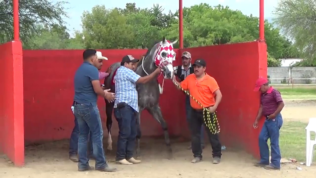 Balapan kuda Mexico.. kuda horse jaran pacuan