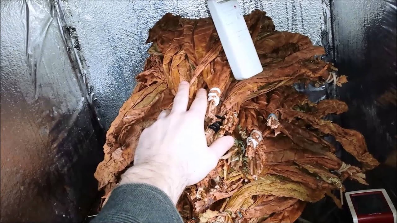 How to Ferment Tobacco
