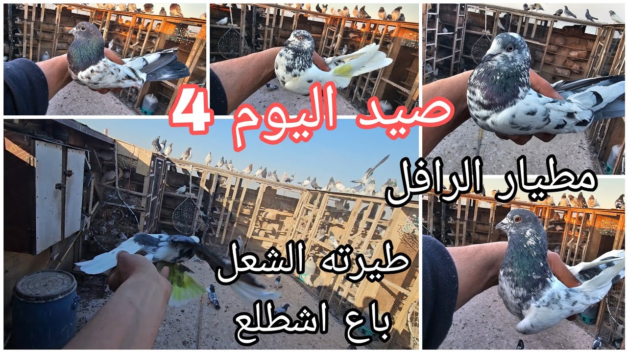 صيد اليوم 4 😘طيرته الشعل باع اشطلع☺️مطيار الرافل❤️نطيار الحمر❤️مطيار التور❤️🤍❤️
