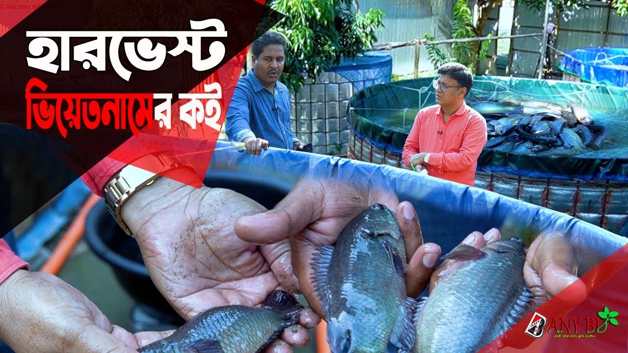 ভিয়েতনামের কই হারভেস্ট। সফল কই মাছ চাষি লালমনিহাটার সালাম