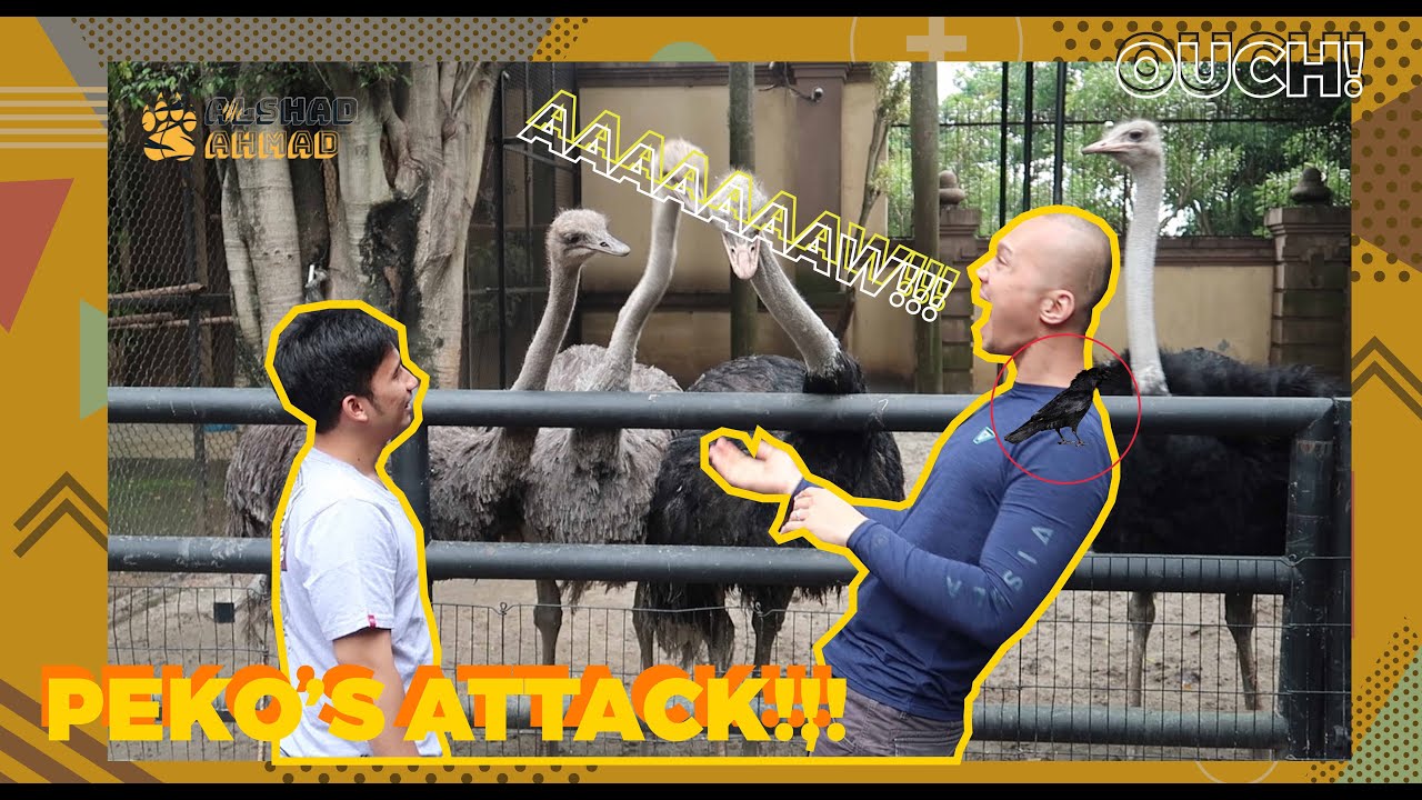 BIMA ARYO MACAM-MACAM DENGAN PEKO SI BURUNG UNTA ? Ft. The Golden Family