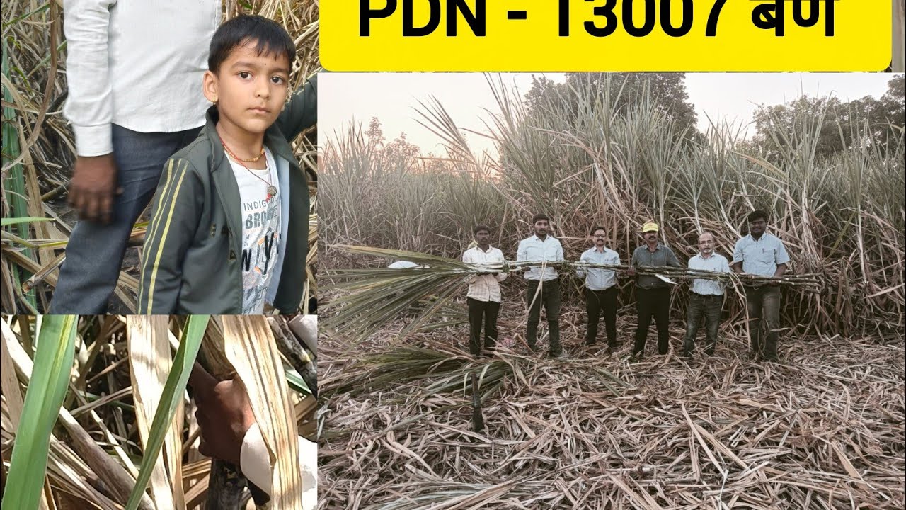 कृषी संशोधन केंद्र पाडेगाव! ऊस बेणे PDN - 13007 जास्त उत्पादन देणारे ऊस गाव सुलतानपूर ता.माजलगाव बीड