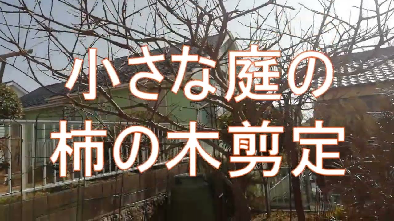 小さな庭の柿の木剪定
