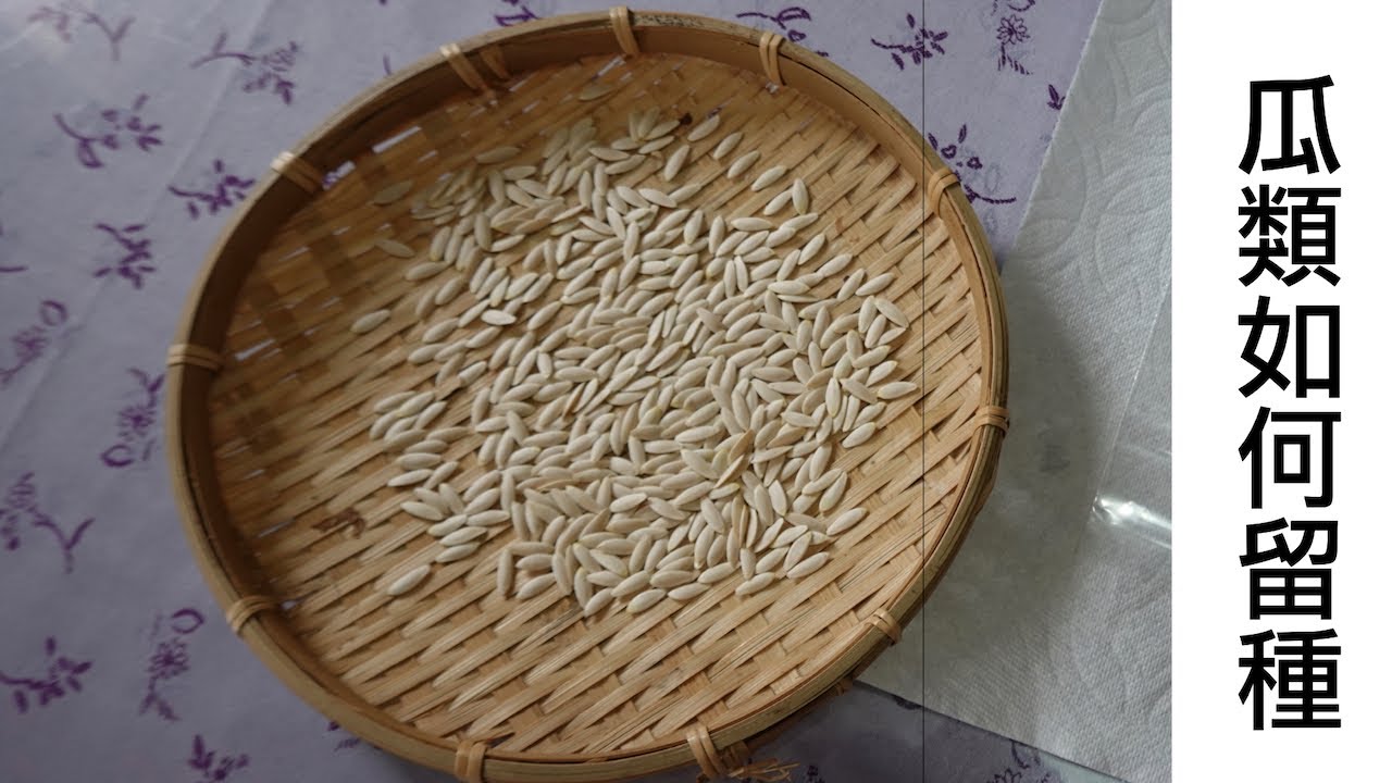 瓜類如何留種？
