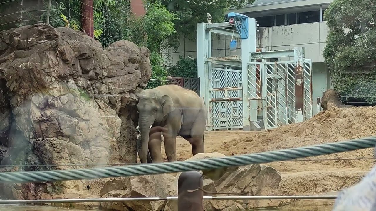 UENO ZOO JAPAN NOV 2025