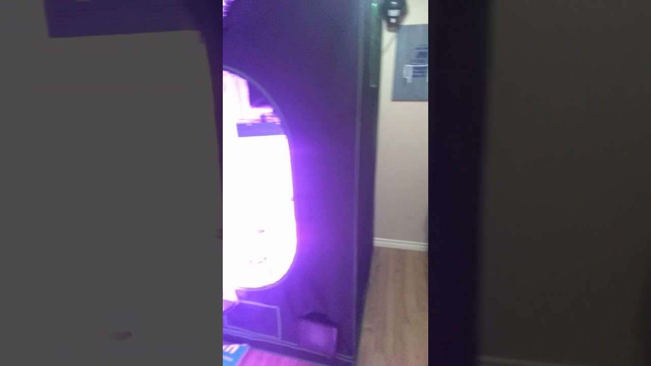 2019 new 4 plant mid veg