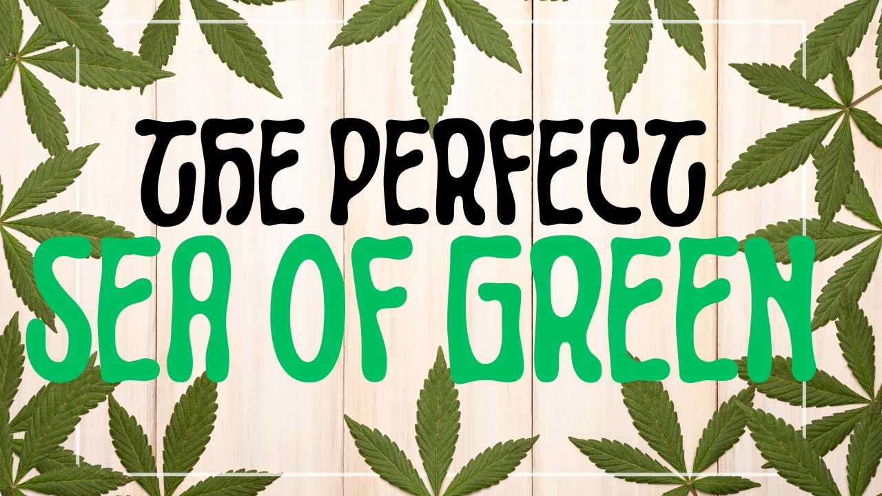 Master the Perfect Cannabis Sea of Green: Boost Your Harvest Today