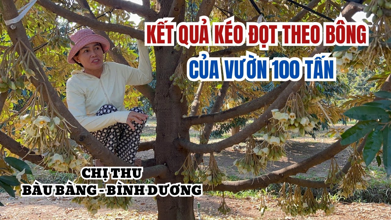 LƯU Ý CÁCH KÉO ĐỌT THEO BÔNG