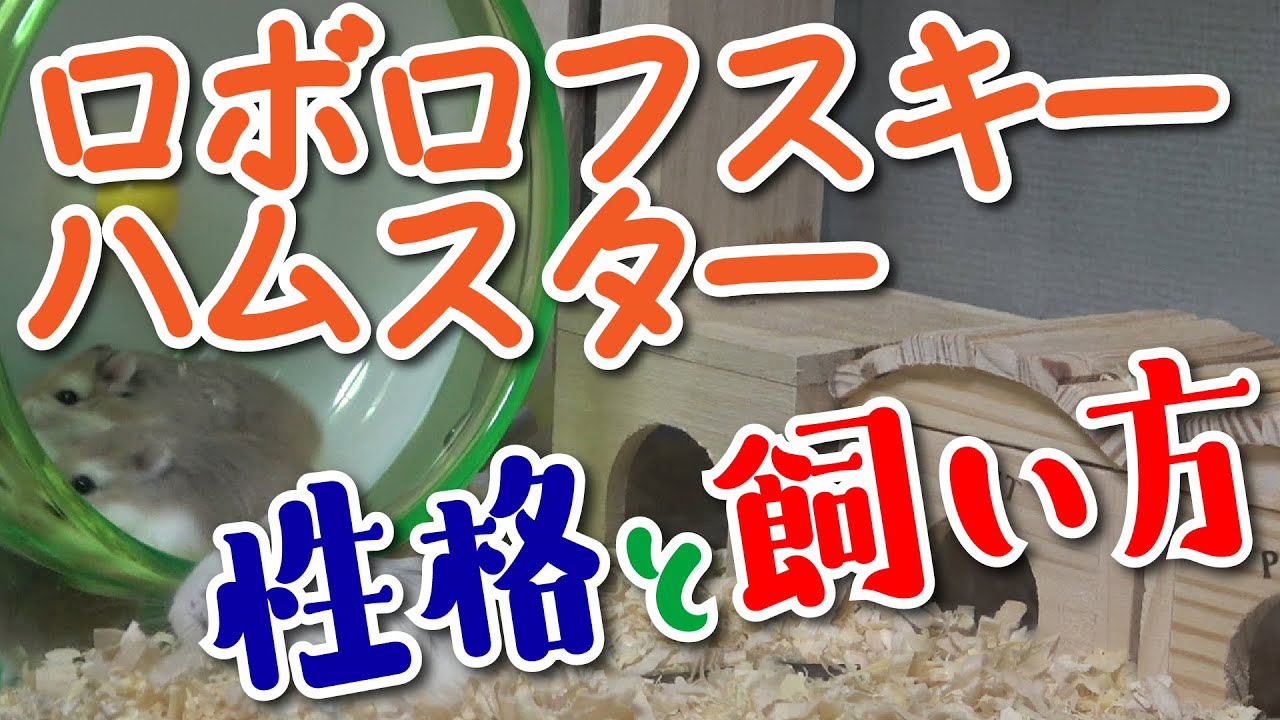 【ハムスターの飼い方】初心者向け！ロボロフスキーハムスターのかわいいところ・飼い方＜初めてのお迎えに必要なもの、ハムスターの種類、ケージ、値段など＞