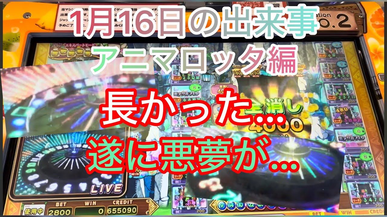 【ロッタ系】1月16日の出来事 アニマロッタ編 横綱が…🥹 大暴れしてくれました😭 鬱憤を晴らしてくれました！