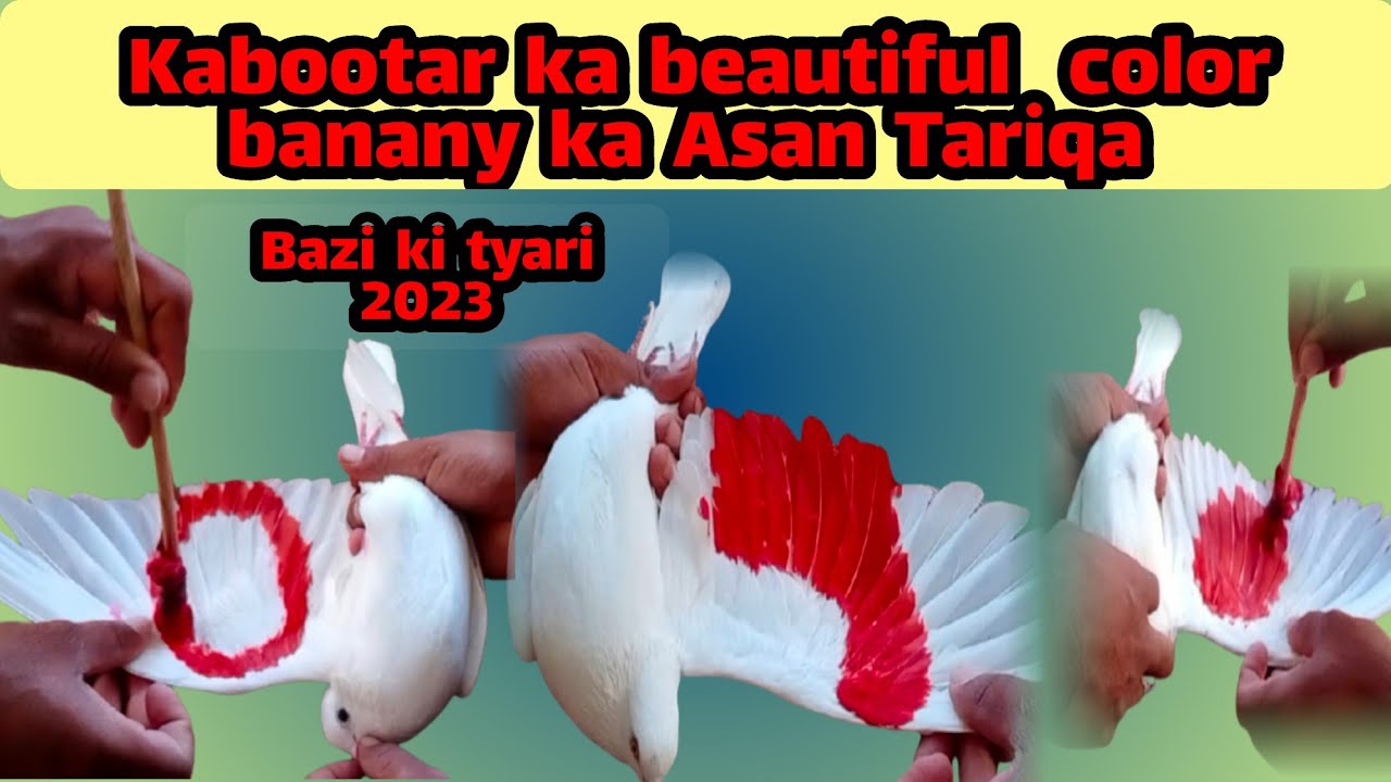 How to make beautiful color for pigeons || kabootar ko rang lgany ka tariqa