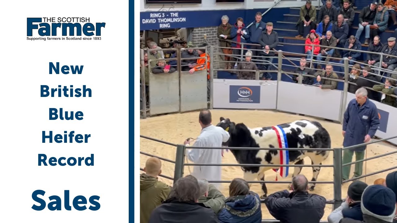 New British Blue Heifer Record