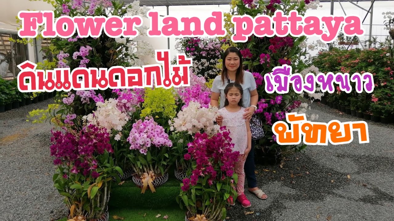 ที่เที่ยวพัทยาเปิดใหม่ ดินแดนดอกไม้เมืองหนาว Flower Land Pattaya/ Janepitcha