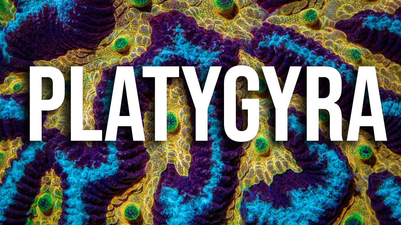 Platygyra Coral Care Tips