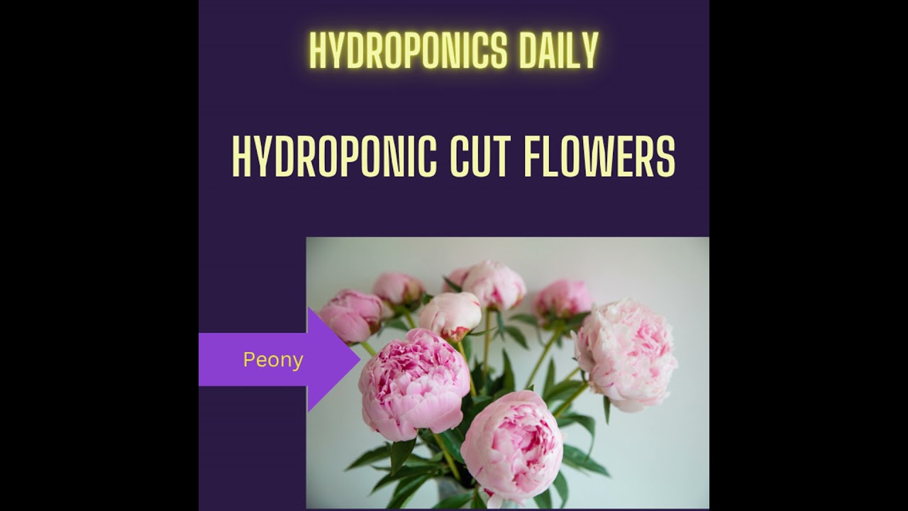 Hydroponics Revolution in Cut Flower Production