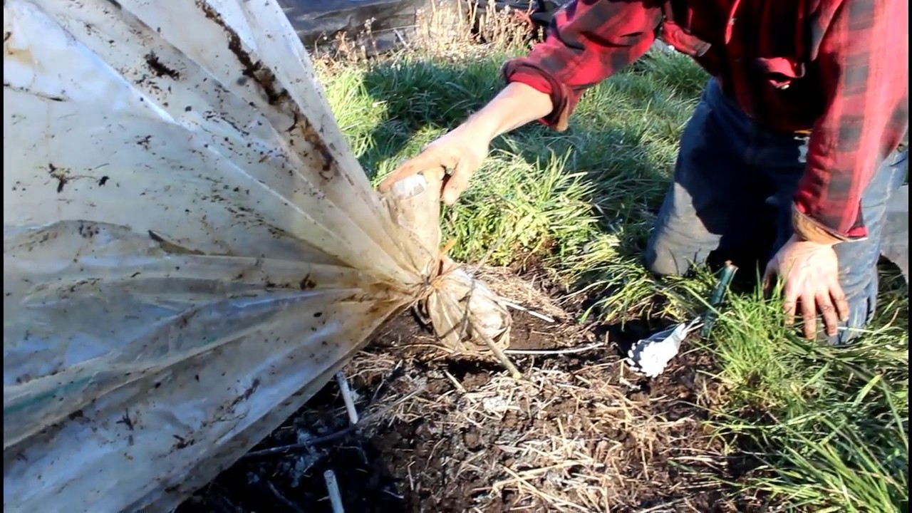 How to construct a caterpillar low tunnel  Part 3