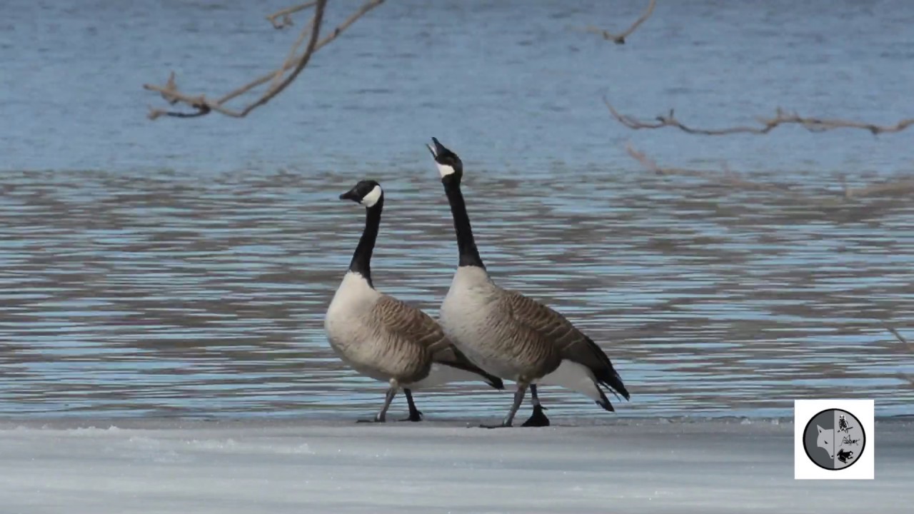 Bernache du Canada:discussion de couple/Canada Goose: couple discussion