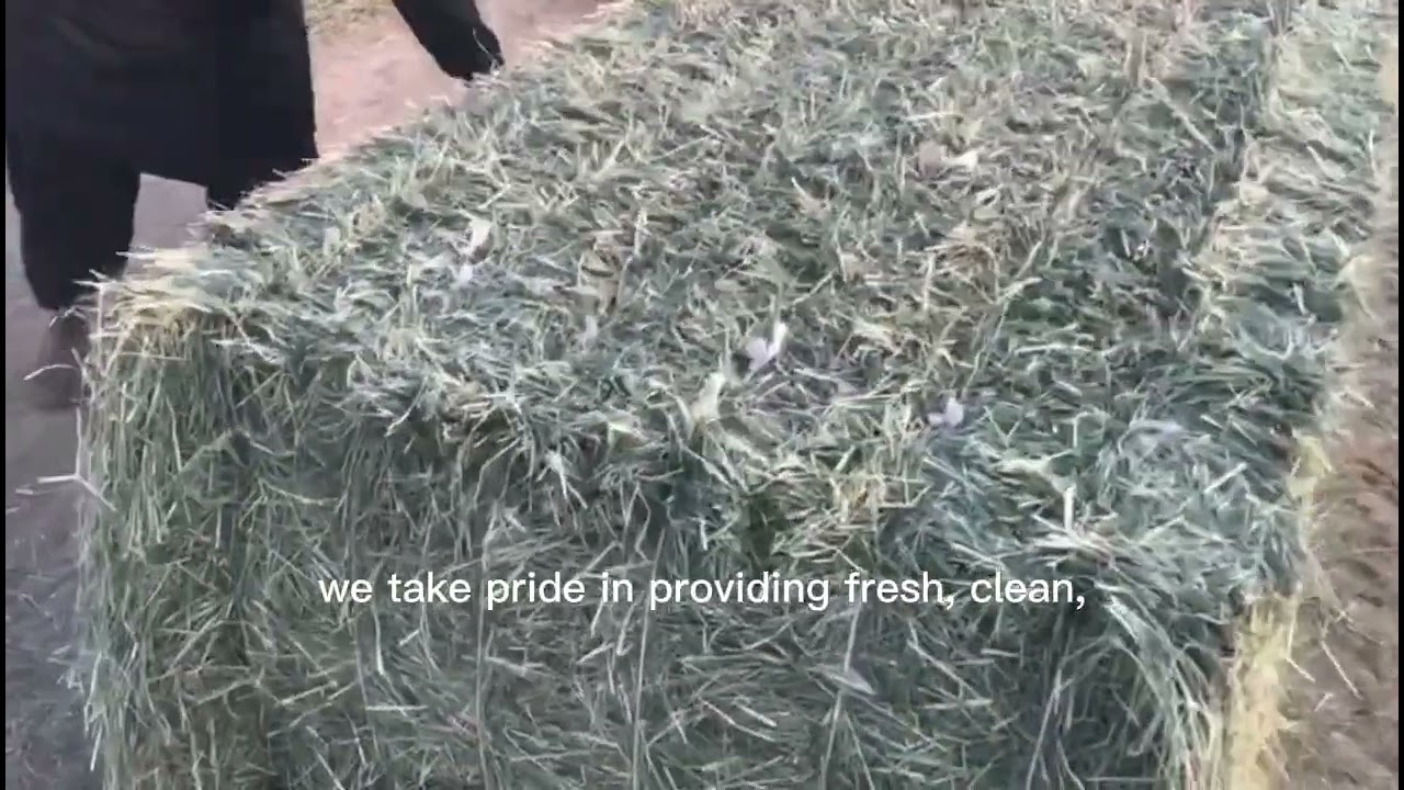 Fresh Rhodes Grass Harvest & delivery in Dubai, UAE 
