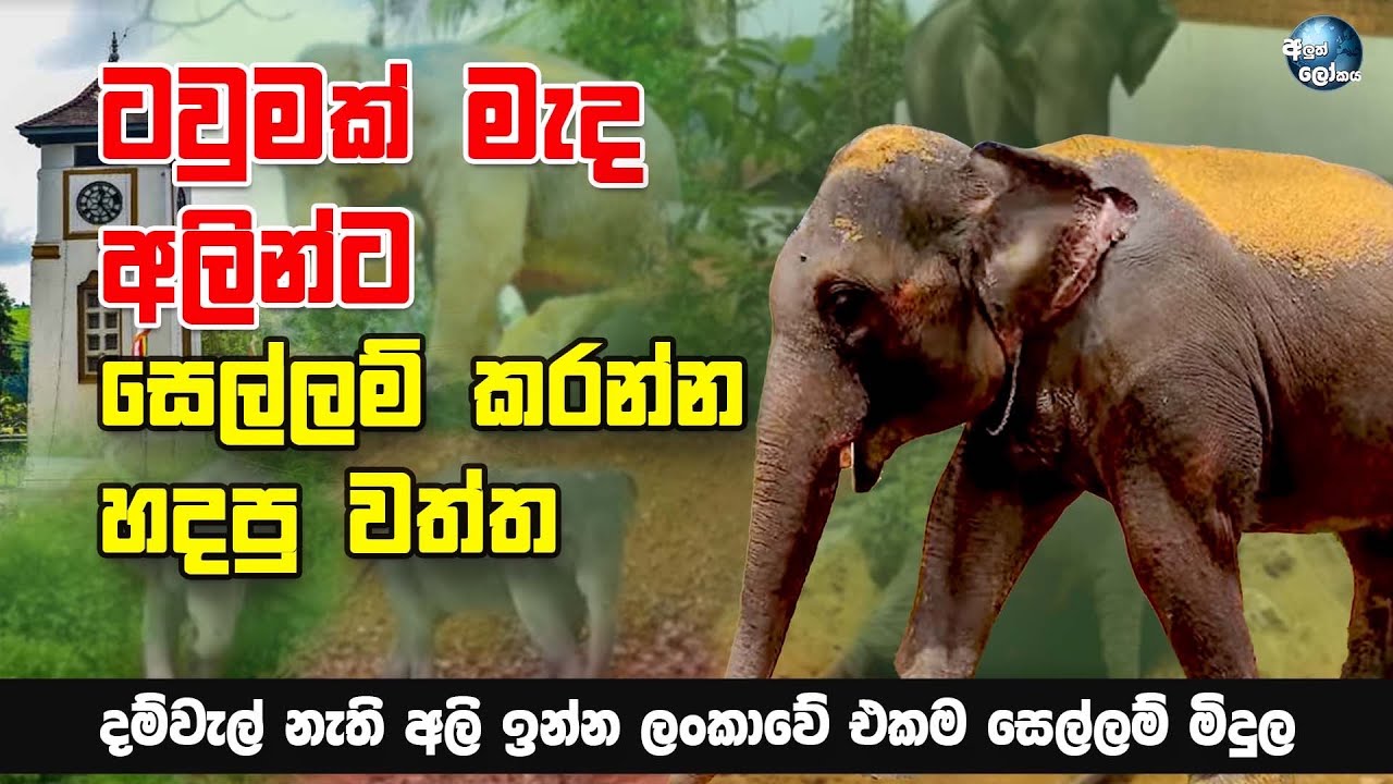 ටවුමක් මැද අලින්ට සෙල්ලම් කරන්න හදපු වත්ත - Amazing elephant openaged in Sri Lanka