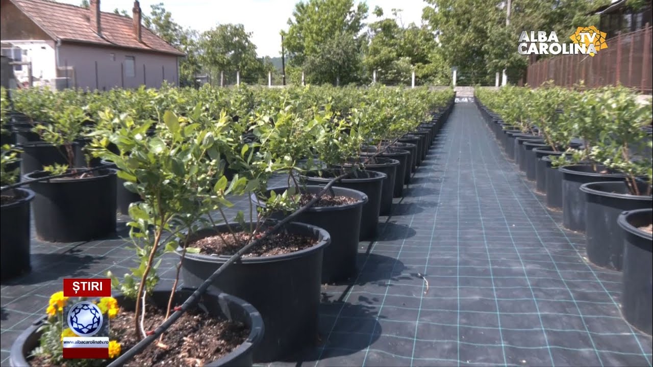 Plantație de afin la ghiveci