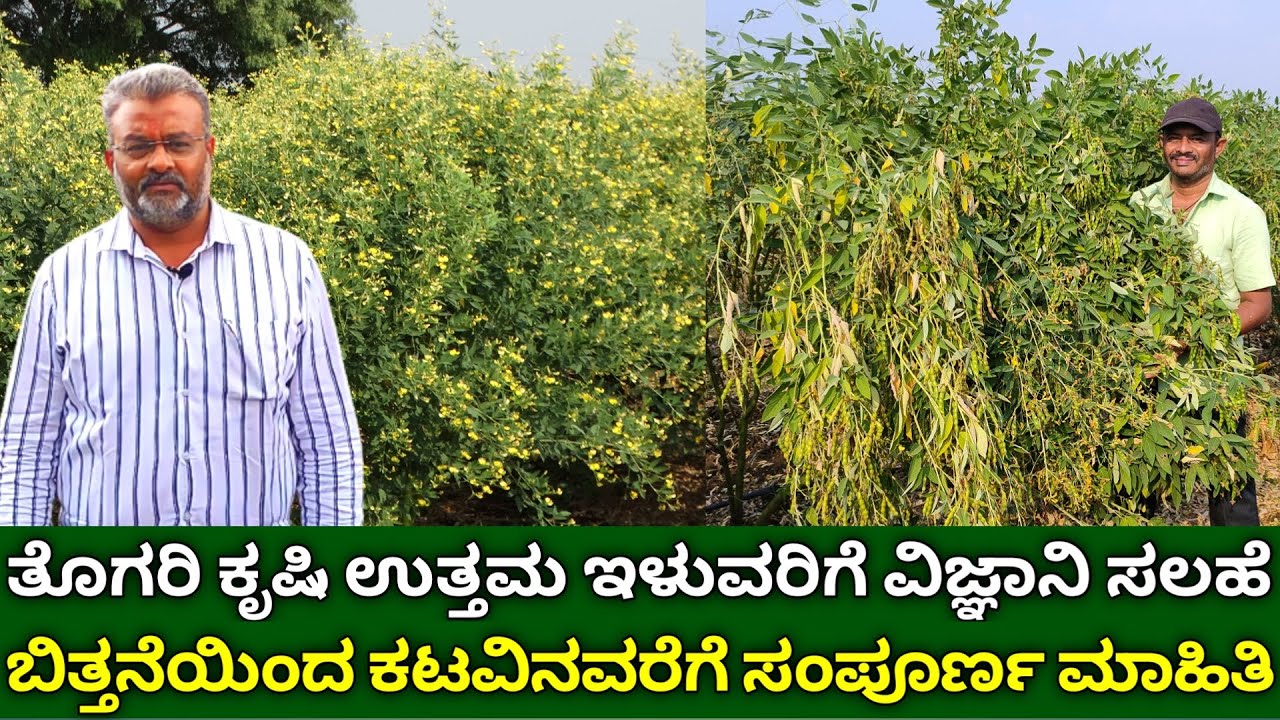 ತೊಗರಿ ಕೃಷಿ ಉತ್ತಮ ಇಳುವರಿಗೆ ವಿಜ್ಞಾನಿ ಸಲಹೆ | ಬಿತ್ತನೆಯಿಂದ ಕಟವಿನವರೆಗೆ ಸಂಪೂರ್ಣ ಮಾಹಿತಿ | redgram farming