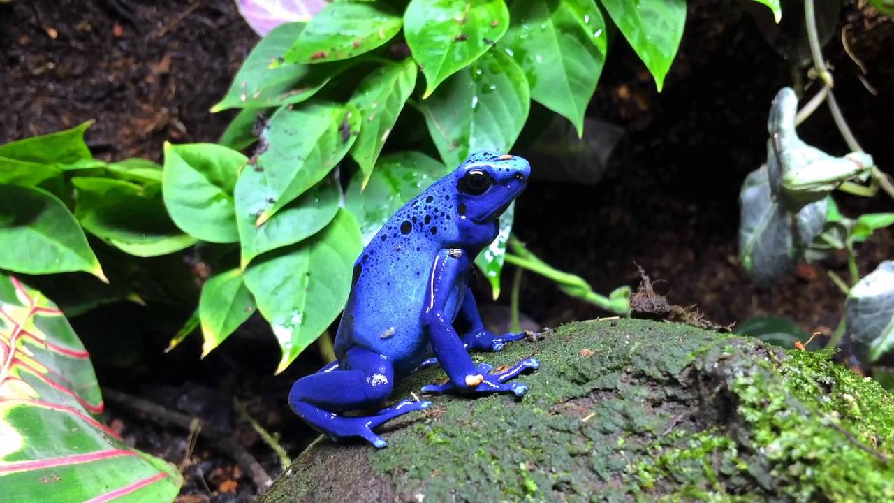 Tinctorius Azureus (The Blue Dart Frog)