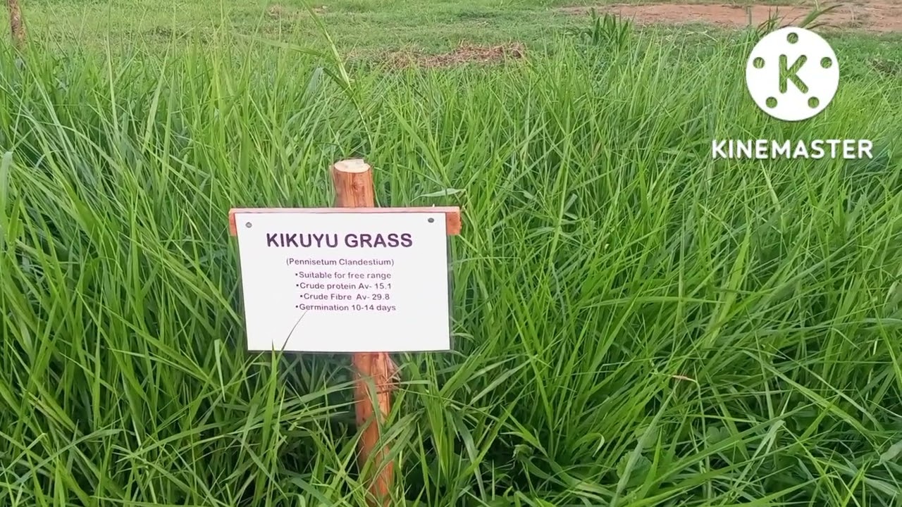 Pastures varieties and species to plant this season.+256700778980