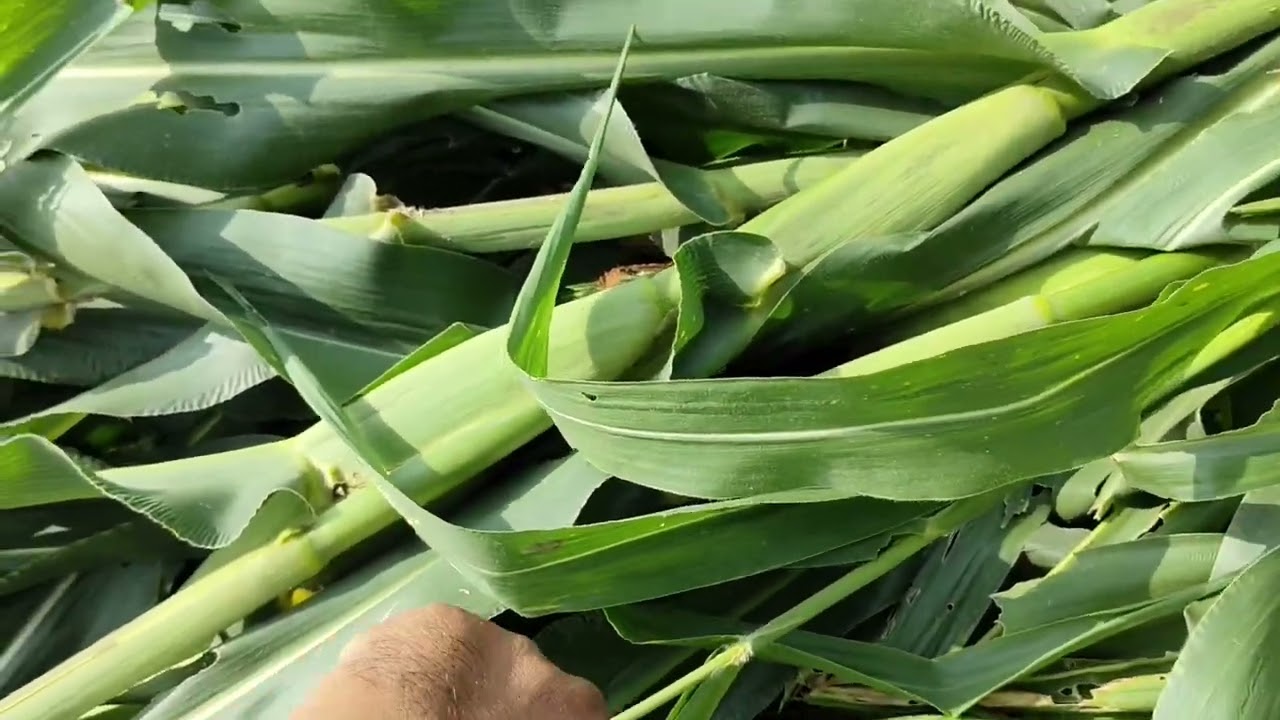 Silage ka kaam suru ho gya h 🤗🤗🤗🤗🌾🌾