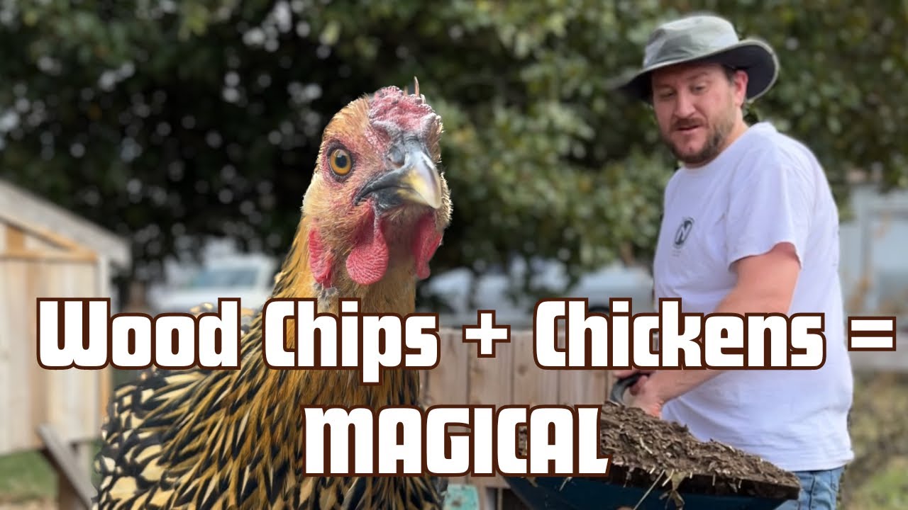3 Reasons We Use Wood Chips in Our Chicken Run (and Why You Should Too)