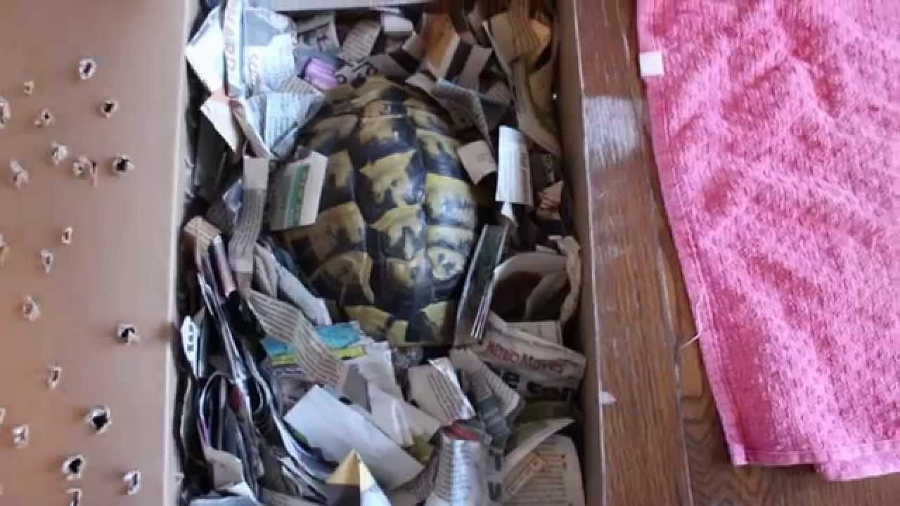 Tortoise Boxing - How I hibernate my tortoise.