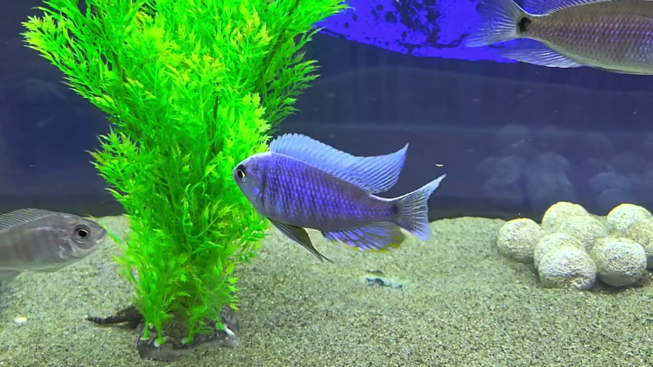 Copadichromis Cyaneus Zimbawe Rock beautiful in breeding dress.
